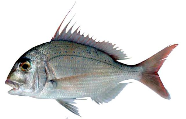 Pagrus caeruleostictus_04.jpg